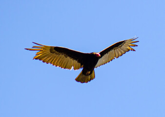 Turkey vulture soaring in the blue sky