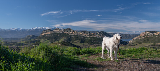 Naklejka premium Beautiful Kuvasz dog with a beautiful Corsican landscape in the background