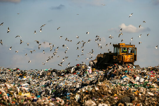 Seagulls fly over piles of garbage. A bulldozer tractor works at a large landfill near Kyiv, Ukraine. May 2016