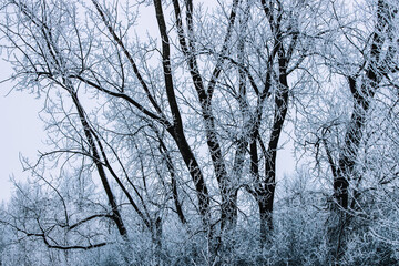 trees in the snow