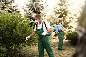 Naklejka na ściany i meble Workers spraying pesticide onto bushes outdoors. Pest control
