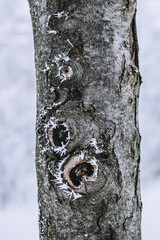 Frozen Tree Trunk