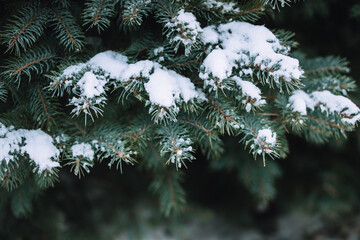 snow covered pine tree