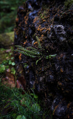 A fern growing on the side of a rock in the Canadian Shield