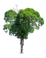 Trees isolated on white background, tropical trees isolated used for design, advertising and architecture.
