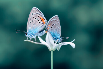 Macro shots, Beautiful nature scene. Closeup beautiful butterfly sitting on the flower in a summer garden.