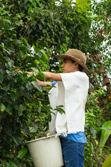joven agricultor con sombrero recogiendo la cosecha de café