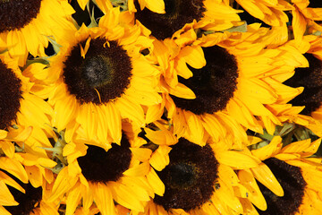 Big group of sunflowers