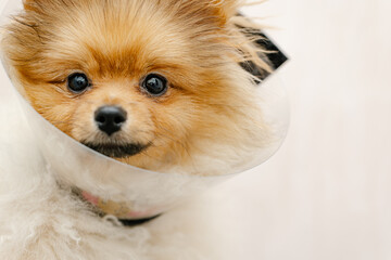 pomeranian dog in protective Elizabethan collar