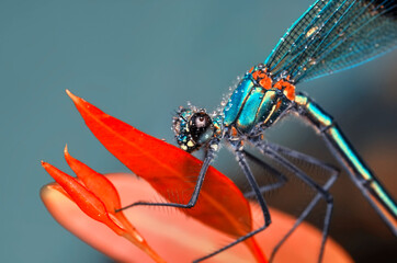 Macro shots, Beautiful nature scene dragonfly.   