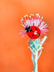 Beautiful ladybug on leaf defocused background