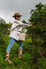 mujer campesina con sombrero cogiendo la cosecha de caf&eacute; maduro