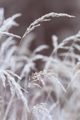 Close-up of delicate dry branches of beige reeds with extremely low depth of field.Textured natural background in neutral tones and shades.Rustic style.Minimal, stylish, trendy concept.selective focus