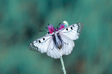 Macro shots, Beautiful nature scene. Closeup beautiful butterfly sitting on the flower in a summer garden.