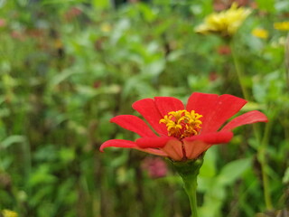 red poppy flower in garden