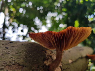 mushroom in the woods