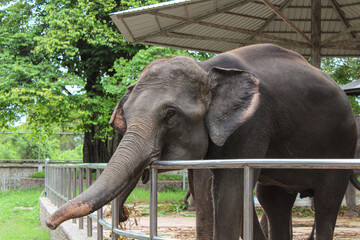 Elephant behind the fence at the zoo. Elephants in captivity.