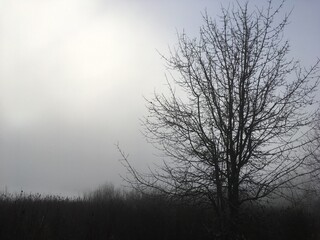 barren tree against cold winter sky, with sun struggling to get through thick clouds and fog.