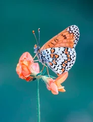 Fototapete Schmetterling Macro shots, Beautiful nature scene. Closeup beautiful butterfly sitting on the flower in a summer garden.  © blackdiamond67