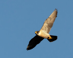 Halcon peregrino