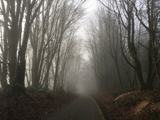 Foggy morning walk through misty forest on concrete trail.