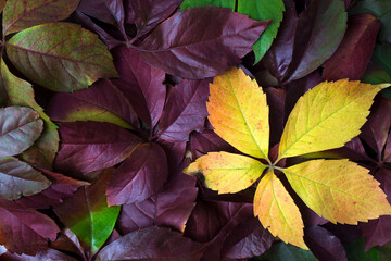 Top view of autumn fall colorful leaves background. Rule of thirds composition of dark red and yellow leaves.