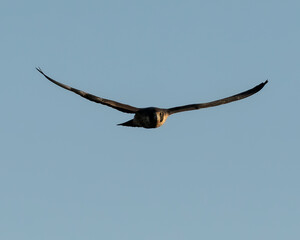 halcon peregrino