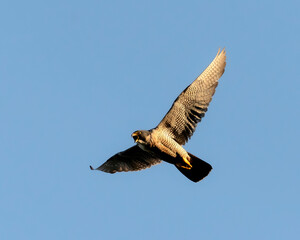 halcon peregrino