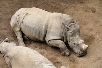 rhinoceros lie down on the floor in a zoo