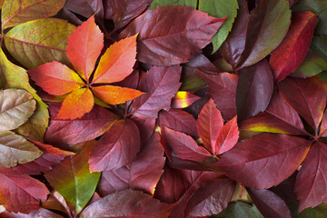Abstract autumn fall colorful leaves background wallpaper. Top view, flat lay, layout, overhead.