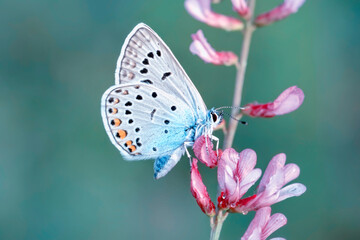 Macro shots, Beautiful nature scene. Closeup beautiful butterfly sitting on the flower in a summer garden.
