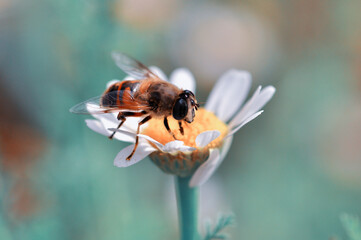Beautiful  Bee macro in green nature 