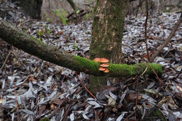 Flammulina velutipes in the winter forest