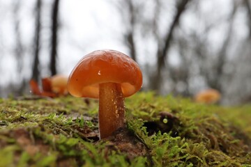 Flammulina velutipes in the winter forest