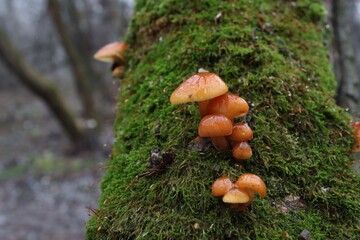 velvet shank in the winter forest
