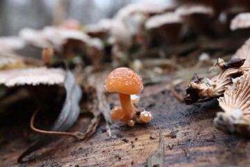 Velvet shank  in the winter forest