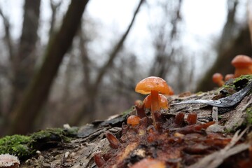 Flammulina velutipes in the winter forest