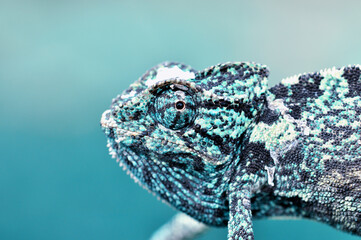 Macro shots, Beautiful nature scene green chameleon  © blackdiamond67