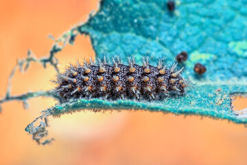 Close up   beautiful Сaterpillar of swallowtail 