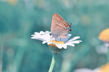 Fototapeta premium Macro shots, Beautiful nature scene. Closeup beautiful butterfly sitting on the flower in a summer garden.