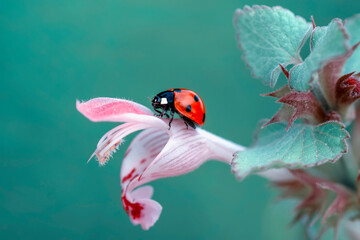 Beautiful ladybug on leaf defocused background