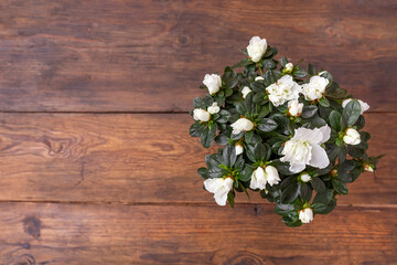 White flowers on brown wooden table
