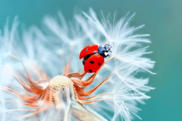 Gardinen Beautiful ladybug on leaf defocused background © blackdiamond67
