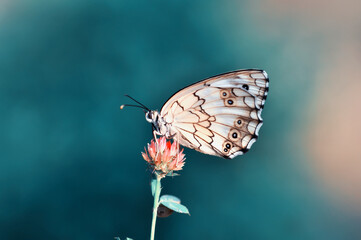 Macro shots, Beautiful nature scene. Closeup beautiful butterfly sitting on the flower in a summer garden.
