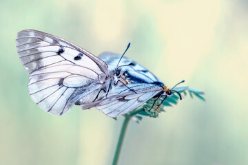 Macro shots, Beautiful nature scene. Closeup beautiful butterfly sitting on the flower in a summer garden.