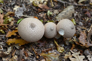 Mushrooms common puffball (Lycoperdon perlatum). Lycoperdon perlatum, known as the common puffball or warted puffball, wild mushroom.