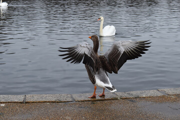Greylag goose spreading its wings It is the largest grey goose and the only spices that breeds in Britain The adult appears bulky and has silvery-brown plumage with dark lines on the sides of its neck