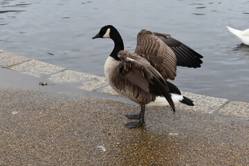 Canada goose with ducks swans and geese It is a brown-backed light-breasted North American domestic bird with a black head and neck white cheeks that flash when it shakes its body before taking flight