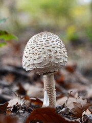 Parasol Mushroom (Macrolepiota procera). Macrolepiota procera, Parasol mushroom, wild edible mushroom 