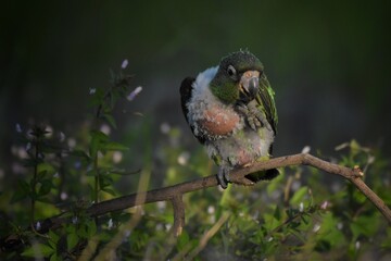 Blue Crown Conure. Parrot. Beautiful Parrot
